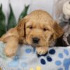 Image of Lacey, a Golden Retriever puppy