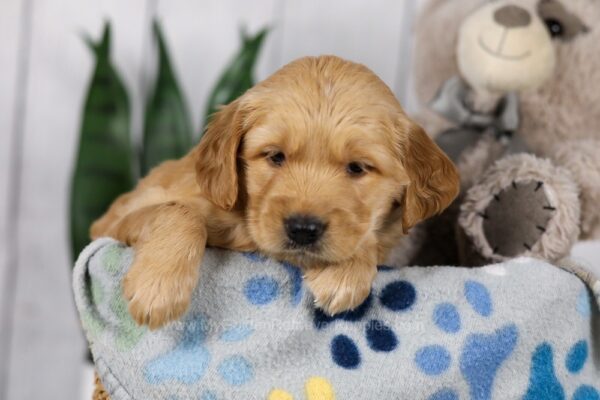 Image of Lacey, a Golden Retriever puppy