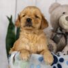 Image of Lady, a Golden Retriever puppy