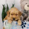 Image of Lady, a Golden Retriever puppy