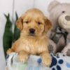 Image of Lady, a Golden Retriever puppy