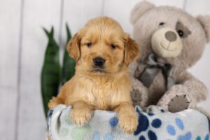 Image of Lady, a Golden Retriever puppy