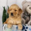 Image of Lady, a Golden Retriever puppy