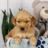 Image of Lady, a Golden Retriever puppy