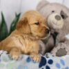 Image of Lady, a Golden Retriever puppy