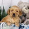 Image of Lady, a Golden Retriever puppy