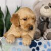 Image of Leah, a Golden Retriever puppy