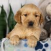 Image of Leah, a Golden Retriever puppy