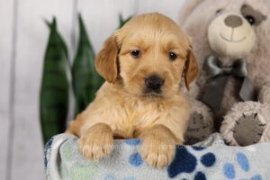 Image of Leah, a Golden Retriever puppy