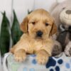 Image of Leah, a Golden Retriever puppy