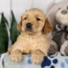 Image of Leah, a Golden Retriever puppy