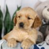 Image of Leah, a Golden Retriever puppy