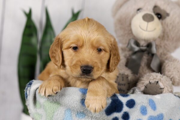 Image of Leo, a Golden Retriever puppy