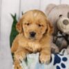 Image of Lincoln, a Golden Retriever puppy