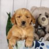 Image of Lincoln, a Golden Retriever puppy