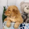 Image of Lincoln, a Golden Retriever puppy