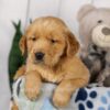 Image of Lincoln, a Golden Retriever puppy