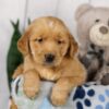 Image of Lincoln, a Golden Retriever puppy