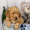 Image of Lincoln, a Golden Retriever puppy