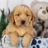 Image of Lincoln, a Golden Retriever puppy