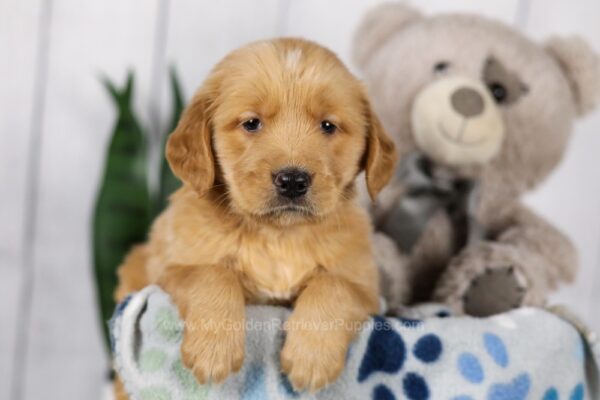 Image of Lincoln, a Golden Retriever puppy