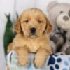 Image of Lincoln, a Golden Retriever puppy