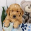 Image of Lincoln, a Golden Retriever puppy