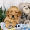 Image of Liz, a Golden Retriever puppy