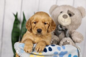 Image of Liz, a Golden Retriever puppy