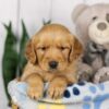 Image of Liz, a Golden Retriever puppy