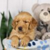 Image of Liz, a Golden Retriever puppy