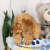 Image of Liz, a Golden Retriever puppy