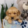 Image of Lucas, a Golden Retriever puppy