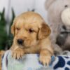 Image of Lucas, a Golden Retriever puppy