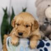 Image of Lucas, a Golden Retriever puppy