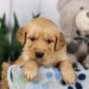 Image of Lucas, a Golden Retriever puppy