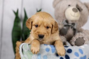 Image of Lucas, a Golden Retriever puppy