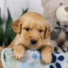 Image of Lucas, a Golden Retriever puppy