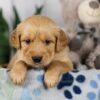 Image of Lucas, a Golden Retriever puppy