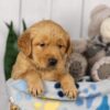 Image of Lucky, a Golden Retriever puppy