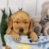 Image of Lucky, a Golden Retriever puppy