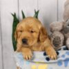 Image of Lucky, a Golden Retriever puppy