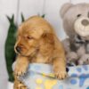 Image of Lucky, a Golden Retriever puppy