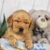 Image of Lucky, a Golden Retriever puppy