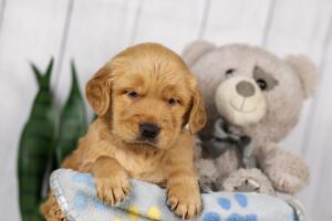 Image of Lucky, a Golden Retriever puppy