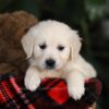 Image of Maggie, a Golden Retriever puppy