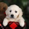 Image of Maggie, a Golden Retriever puppy