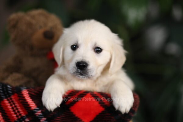 Image of Maggie, a Golden Retriever puppy