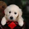 Image of Maggie, a Golden Retriever puppy