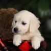 Image of Maggie, a Golden Retriever puppy